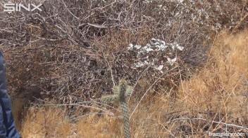 Denim Clad Babe Tramples On Cactus In The Desert Screencap 2 on www.sinx.com