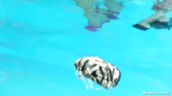 Eurobabe Pool Play Screencap 40 on www.sinx.com