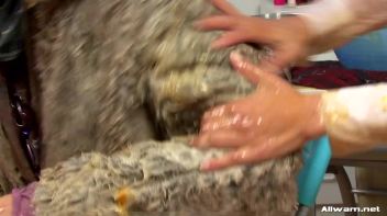 Fur Coats and Eggs Just Don't Mix... Screencap 51 on www.sinx.com